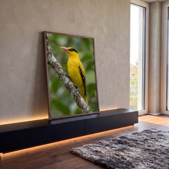 Pássaro papa-figo amarelo de máscara negra e bico rosado pousado em galho com líquen, quadro decorativo
