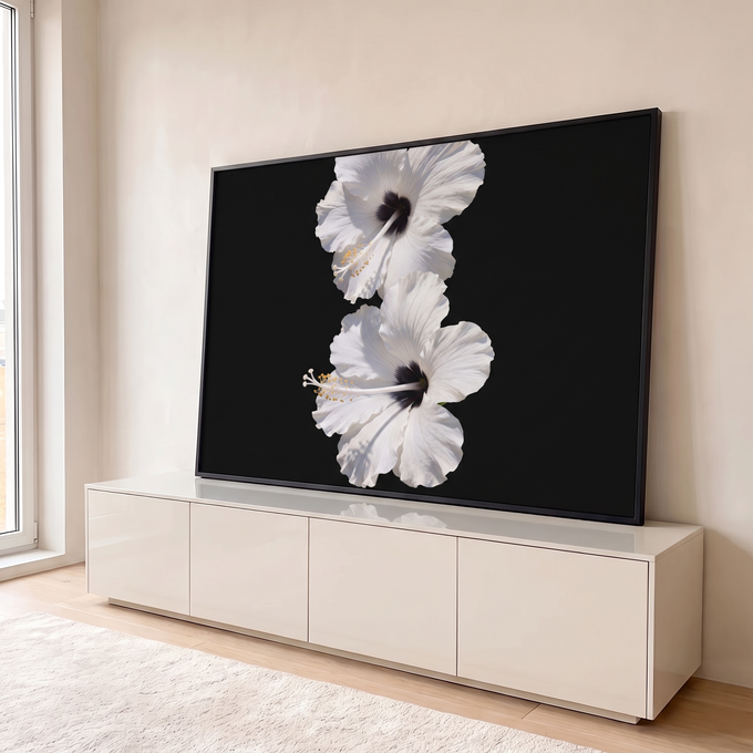 Quadro Decorativo Grande Flores Brancas de Hibisco para Sala | quadros decorativos para sala | duas flores brancas de hibisco com centro escuro e estames amarelos sobre fundo preto | em Quadros para Sala | Porao dos Quadros