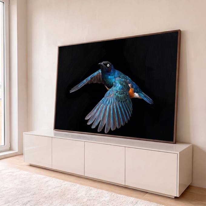 Pássaro estorninho azul iridescente de asas abertas em voo sobre fundo preto, quadro decorativo