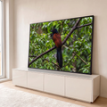 Pássaro cucal de olho vermelho e penas castanhas pousado em galho na mata verde, quadro decorativo