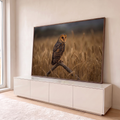 Coruja de plumagem marrom pousada em galho seco no meio de um campo de trigo dourado, quadro decorativo