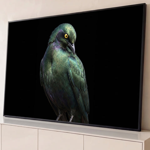 Estorninho de penas verdes iridescentes e olho amarelo em fundo preto, fotografia artística, quadro decorativo
