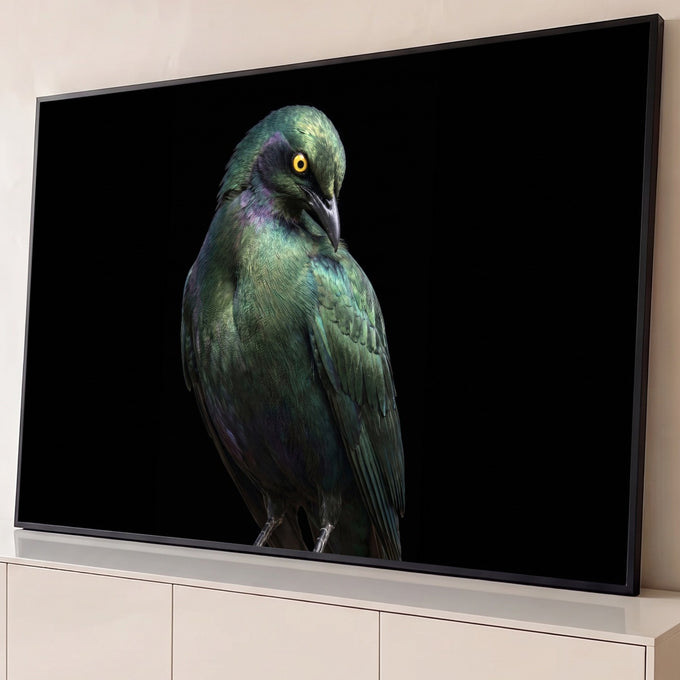 Estorninho de penas verdes iridescentes e olho amarelo em fundo preto, fotografia artística, quadro decorativo