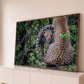 Filhote de leopardo espiando sob a cauda da mãe em meio à mata verde, fotografia, quadro decorativo