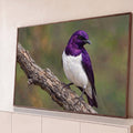 Pássaro de plumagem roxa iridescente e peito branco pousado em galho seco com fundo verde desfocado, quadro decorativo