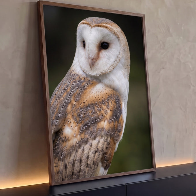 Coruja-das-torres de rosto branco e penas bege sobre fundo verde desfocado, quadro decorativo