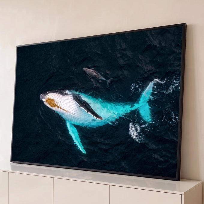 Quadro Decorativo Grande Baleia Jubarte para Sala Azul | quadros decorativos para sala | baleia jubarte vista de cima com reflexo turquesa nadando ao lado de um golfinho | Porao dos Quadros