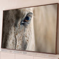 Quadro Decorativo Grande Olho de Cavalo para Sala Bege | quadros decorativos para sala | close-up do olho de um cavalo branco com pelagem salpicada e cílios longos | Porao dos Quadros
