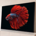 Peixe betta halfmoon vermelho com nadadeiras longas e escamas azuis em fundo preto, quadro decorativo