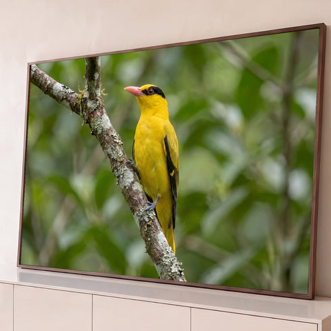 Pássaro amarelo de bico rosa pousado em galho com líquen, fundo verde desfocado, quadro decorativo