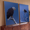 Quadro Decorativo Kit 2 Telas Águia Americana para Sala Azul | quadros decorativos para sala | duas fotos de águia de cabeça branca pousada em galho nevado contra céu azul | Porao dos Quadros