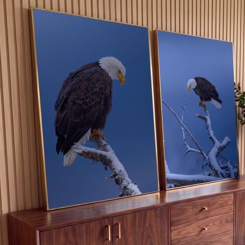 Quadro Decorativo Kit 2 Telas Águia Americana para Sala Azul | quadros decorativos para sala | duas fotos de águia de cabeça branca pousada em galho nevado contra céu azul | Porao dos Quadros