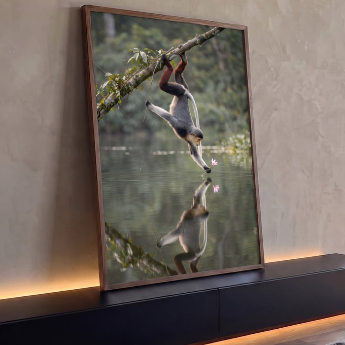 Macaco langur pendurado em galho tocando flor rosa sobre lago com reflexo na água, quadro decorativo