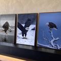 Quadro Decorativo Kit 3 Telas Águias Americanas para Sala | quadros decorativos para sala | três águias-de-cabeça-branca em cenas de pesca e pouso na neve | Porao dos Quadros