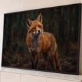 Quadro Decorativo Grande Raposa Vermelha Laranja para Sala | quadros decorativos para sala | raposa vermelha em pé olhando para frente em cenário de floresta escura | Porao dos Quadros