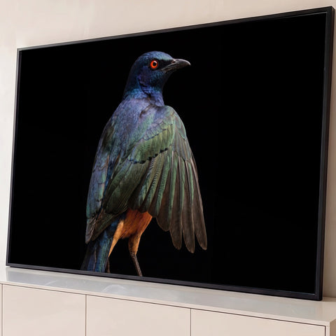 Estorninho azul e verde iridescente de olho vermelho e asa aberta em fundo preto, quadro decorativo