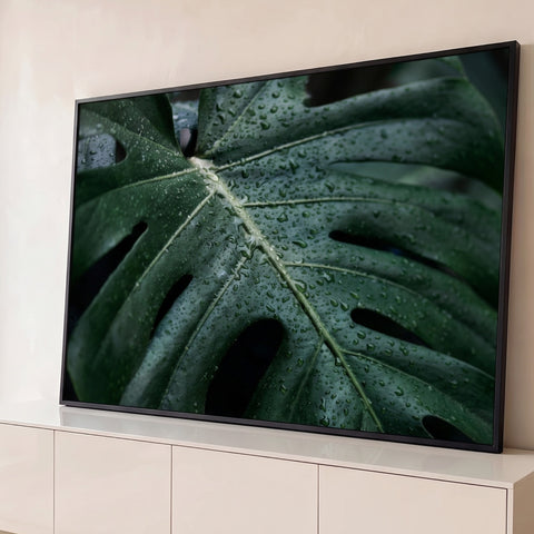 Folha de costela de adão verde escuro coberta de gotas de água em foto macro, quadro decorativo