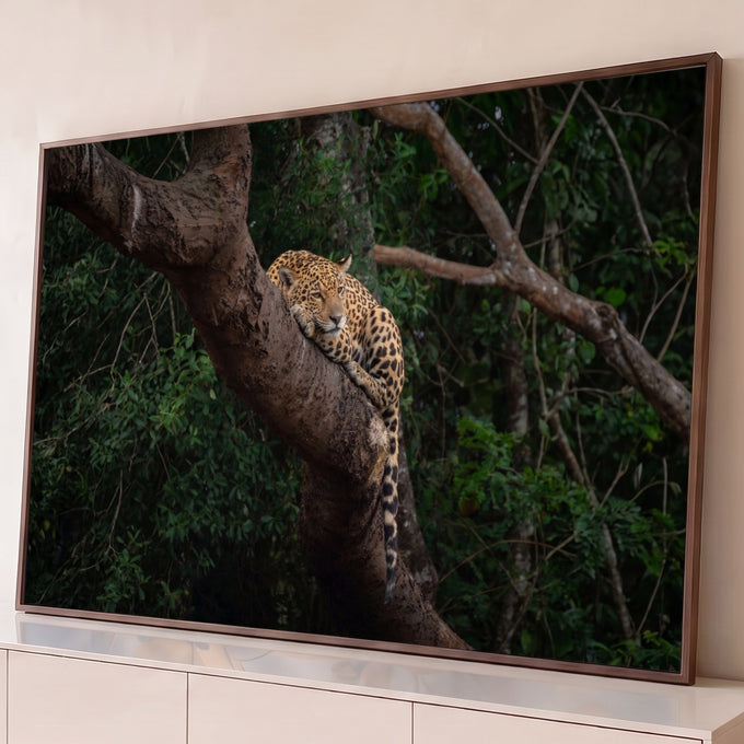 Onça-pintada deitada em galho de árvore na floresta verde escura, fotografia, quadro decorativo