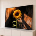 Girassol amarelo com gotas de orvalho iluminado por raio de sol em muro rústico laranja, quadro decorativo
