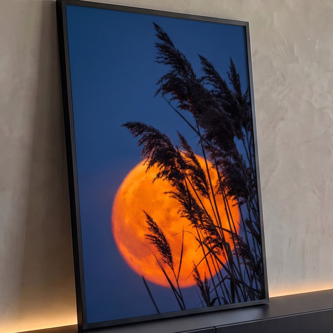 Lua cheia laranja gigante atrás de juncos em silhueta sob céu azul noturno, quadro decorativo