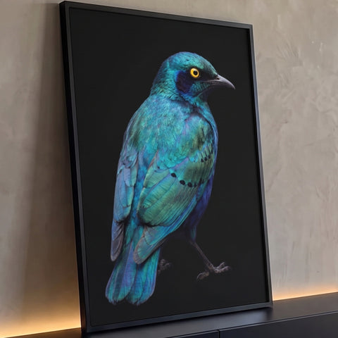 Pássaro estorninho azul turquesa e verde de perfil com olho amarelo sobre fundo preto, quadro decorativo