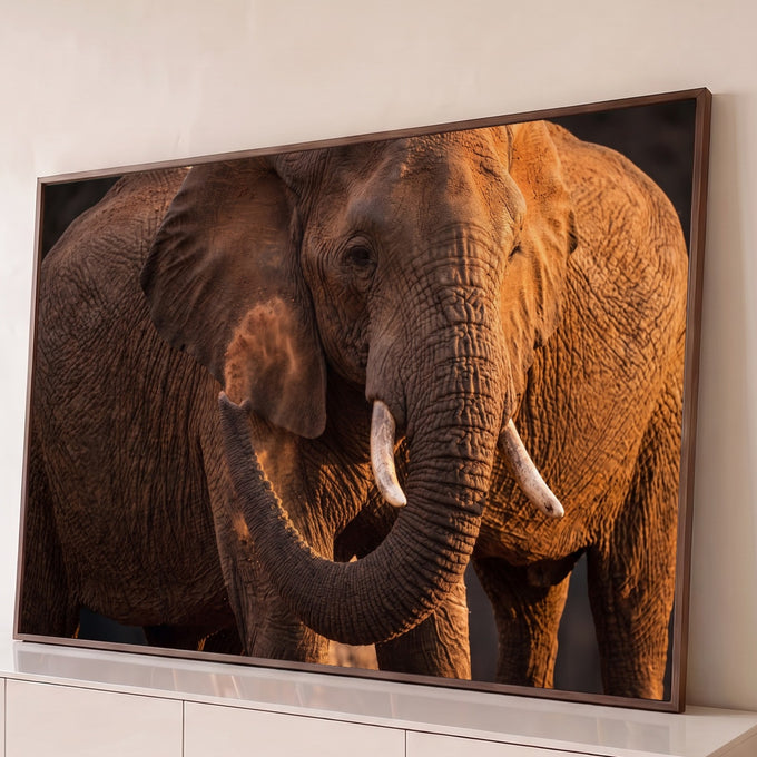 Elefante africano em close com presas de marfim, tromba curvada e poeira na luz dourada, quadro decorativo