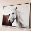 Cavalo branco de crina longa ao lado de cavalo castanho em fundo branco, fotografia quadro decorativo