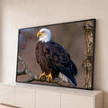 Quadro Decorativo Águia Americana de Cabeça Branca em Galho | quadros decorativos para sala | águia-de-cabeça-branca empoleirada em galho seco com fundo desfocado | Porao dos Quadros