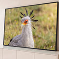 Ave secretária cinza com crista de penas pretas e face laranja, com capim verde desfocado ao fundo, quadro decorativo