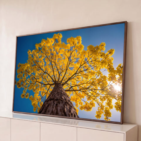 Fotografia de ipê amarelo florido visto de baixo, galhos contra céu azul e sol, quadro decorativo
