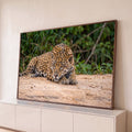 Quadro Decorativo Grande Onça Pintada para Sala Dourado | quadros decorativos para sala | onça-pintada deitada na areia com olhar fixo e fundo de folhagem verde | Porao dos Quadros