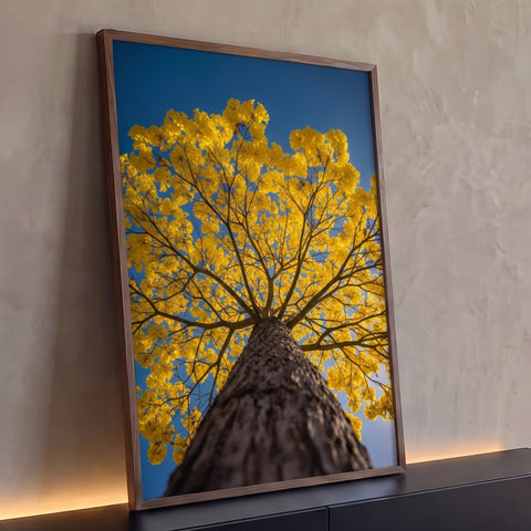 Ipê amarelo florido visto de baixo, tronco em primeiro plano e céu azul ao fundo, quadro decorativo