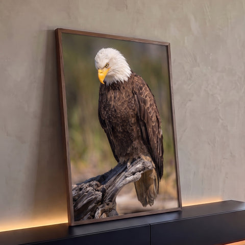 Águia de cabeça branca pousada em tronco seco, olhar baixo e plumagem marrom, quadro decorativo