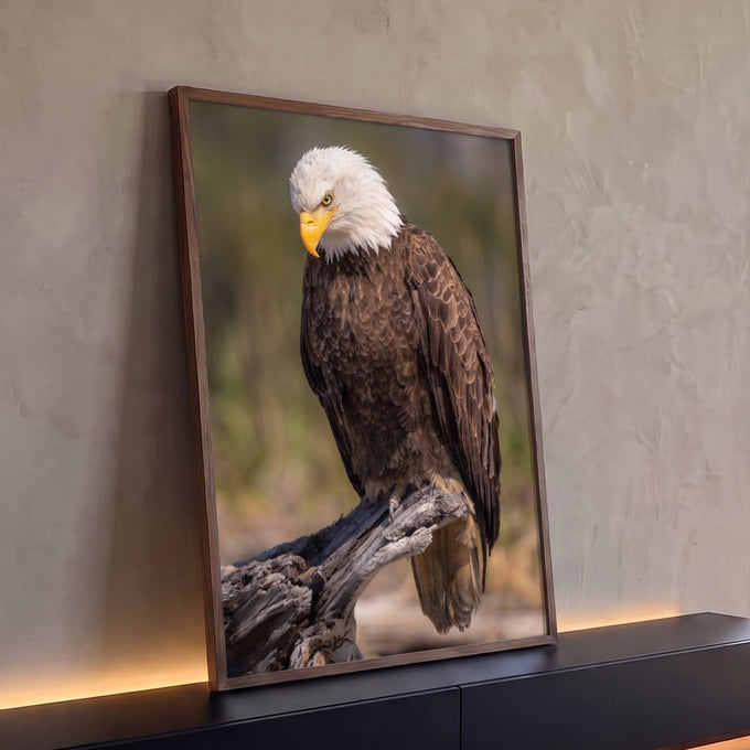 Águia de cabeça branca pousada em tronco seco, olhar baixo e plumagem marrom, quadro decorativo
