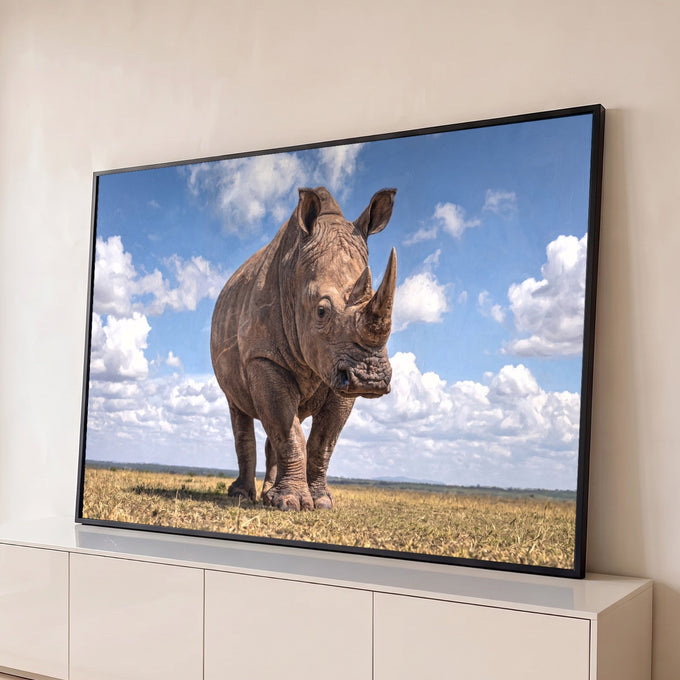 Rinoceronte-branco de frente em savana dourada sob céu azul com nuvens brancas, quadro decorativo