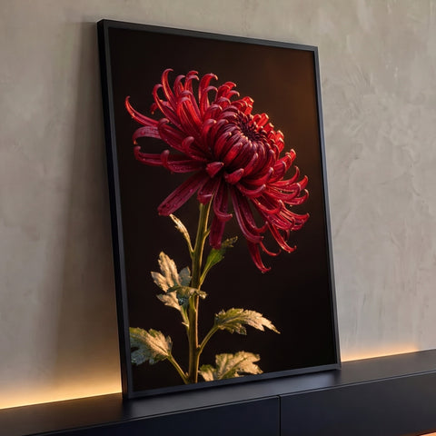 Crisântemo vermelho com gotas de orvalho em luz dourada sobre fundo escuro, quadro decorativo