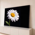 Quadro Decorativo Grande Margarida Branca para Sala Preto | quadros decorativos para sala | margarida branca com gotas de orvalho e centro amarelo em fundo preto | Porao dos Quadros