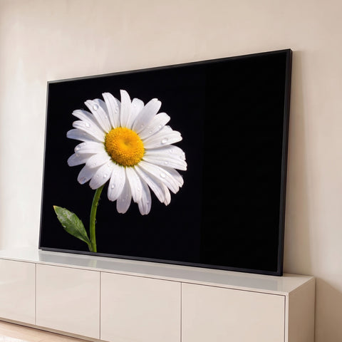 Margarida branca com miolo amarelo e gotas de orvalho sobre fundo preto, quadro decorativo
