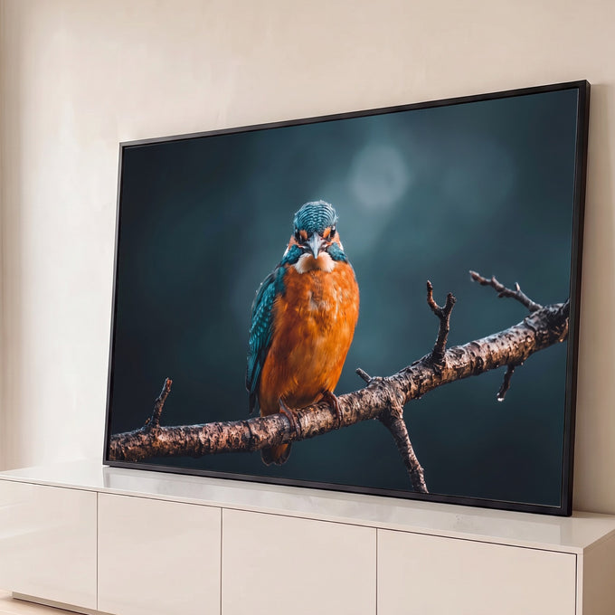 Quadro Decorativo Grande Martim-Pescador e Azul para Sala | quadros decorativos para sala | martim-pescador laranja e azul em galho molhado com fundo escuro desfocado | Porao dos Quadros