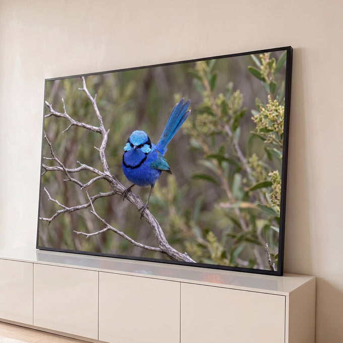 Pássaro fada-azul de cauda erguida pousado em galho seco com fundo verde desfocado, quadro decorativo