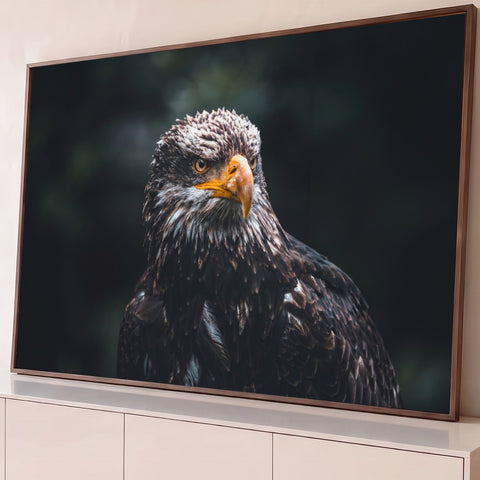 Águia-americana jovem em close, penas marrons, bico laranja e olhar firme em fundo escuro, quadro decorativo