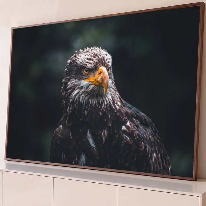 Quadro Decorativo Grande Águia Selvagem de Olhar para Sala | quadros decorativos para sala | águia jovem em close com bico amarelo e olhar intenso sobre fundo escuro | Porao dos Quadros