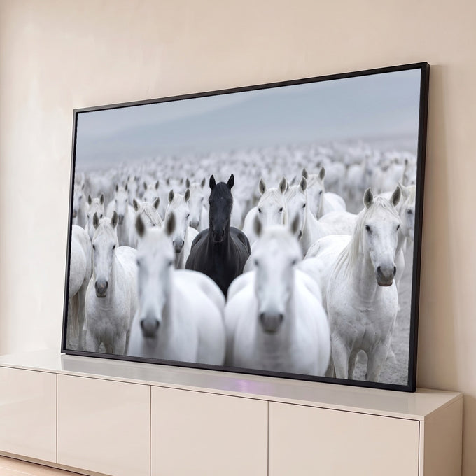 Cavalo preto em destaque no meio de uma manada de cavalos brancos sob neblina, quadro decorativo
