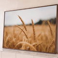 Quadro Decorativo Grande Espigas de Trigo Dourado para Sala | quadros decorativos para sala | espigas de trigo douradas em close-up com campo desfocado ao fundo | Porao dos Quadros