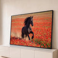 Cavalo frísio negro galopando em campo de papoulas vermelhas com poeira ao fundo, quadro decorativo
