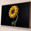 Quadro Decorativo Grande Girassol Amarelo para Sala | quadros decorativos para sala | girassol amarelo com gotas de orvalho sobre fundo preto em estilo realista | Porao dos Quadros
