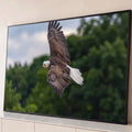 Quadro Decorativo Grande Águia Americana Voo para Sala | quadros decorativos para sala | águia de cabeça branca voando com asas abertas sobre fundo verde desfocado | Porao dos Quadros