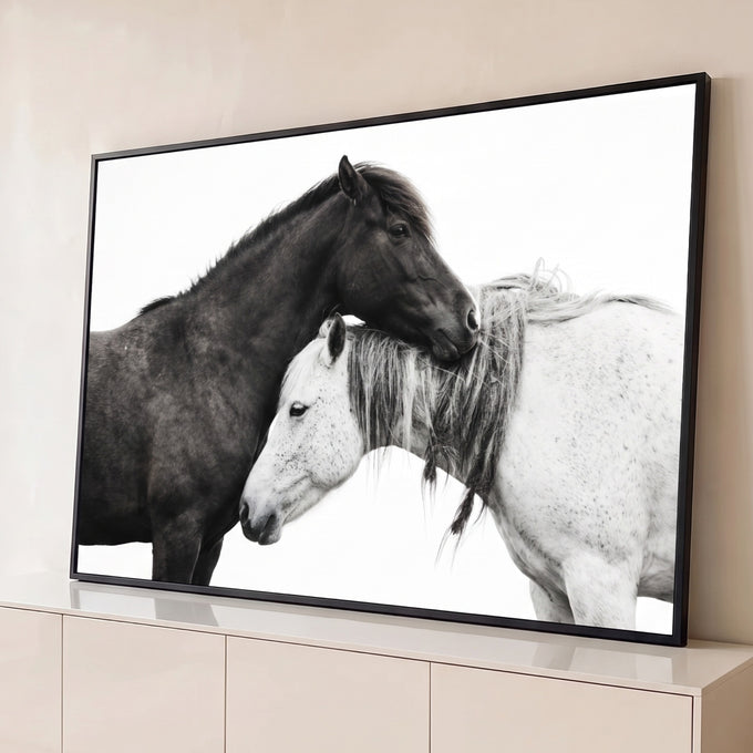 Dois cavalos abraçados, um escuro e um branco malhado, em fotografia sobre fundo branco, quadro decorativo