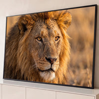 Quadro Decorativo Grande Leão Rosto Close para Sala - Borda Infinita / 65x100cm