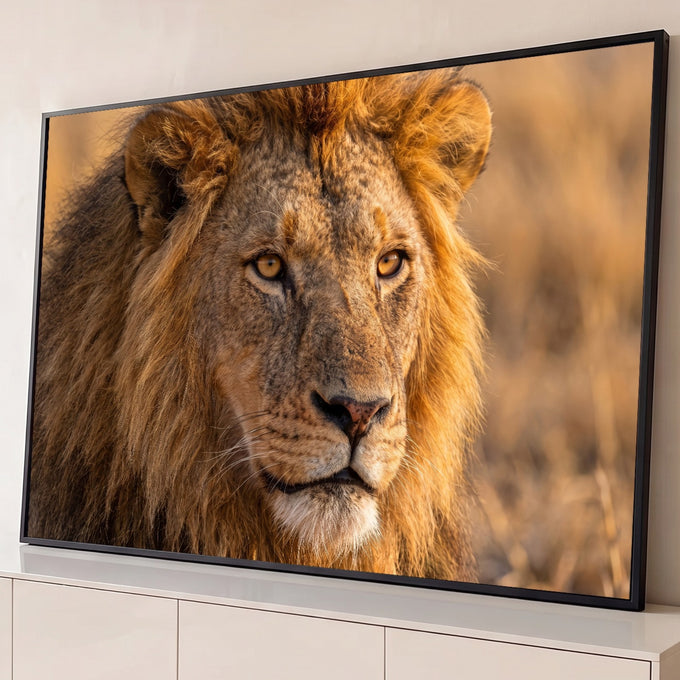 Rosto de leão em close com juba dourada e olhos âmbar na luz da savana, quadro decorativo